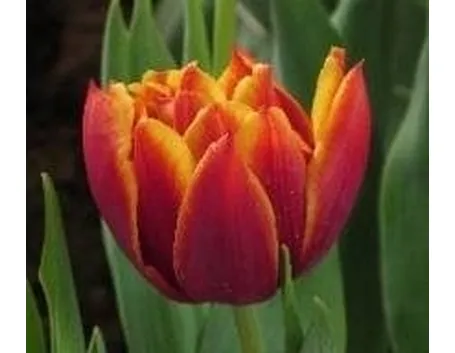 Tulipano