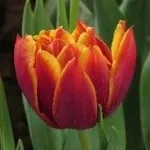 Tulipano