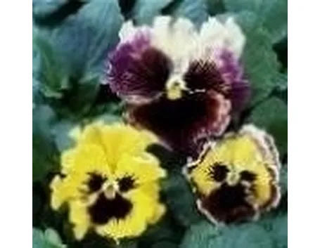 viola