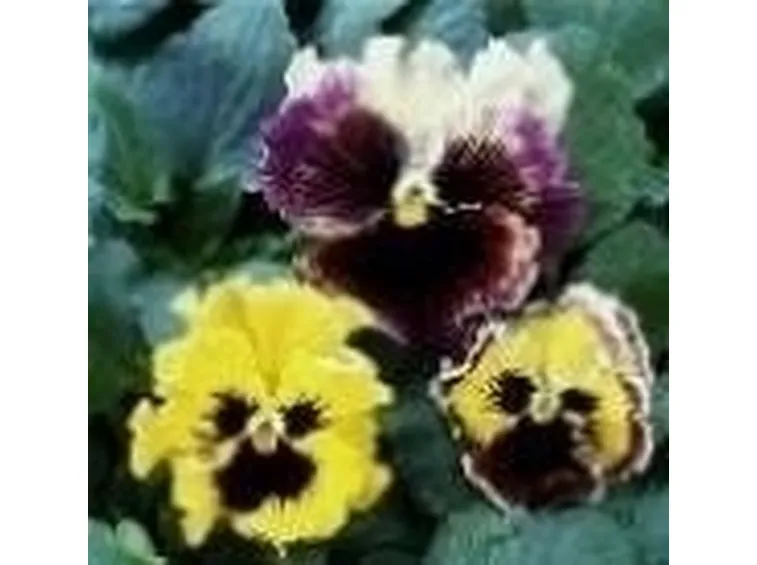 viola