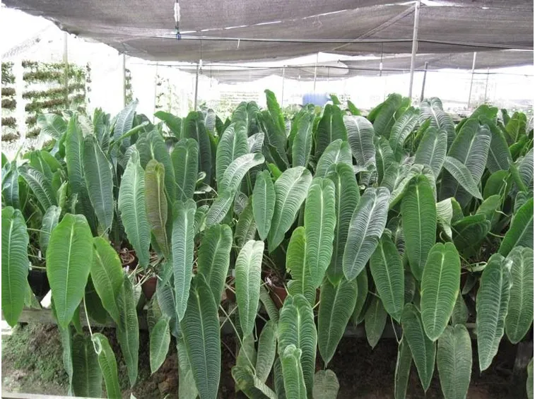 Piante di Anthurium veitchii