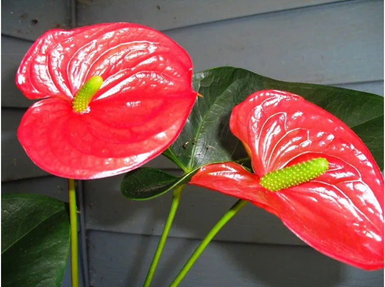 Fiori di Anthurium andreanum