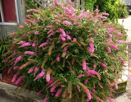 Cespuglio buddleja davidii