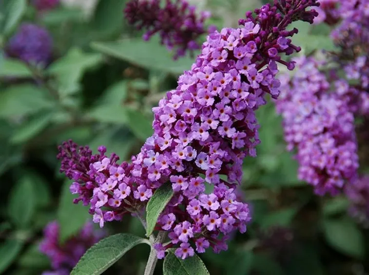 Infiorescenze buddleja davidii