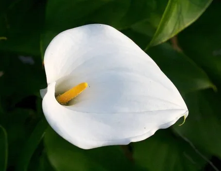 Calla bianca