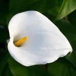 Calla bianca