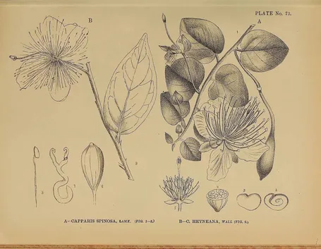 Illustrazione botanica di capparis spinosa