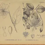 Illustrazione botanica di capparis spinosa