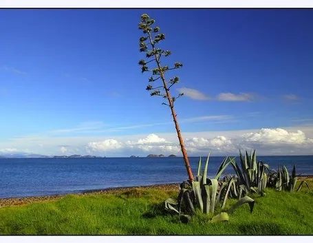agave