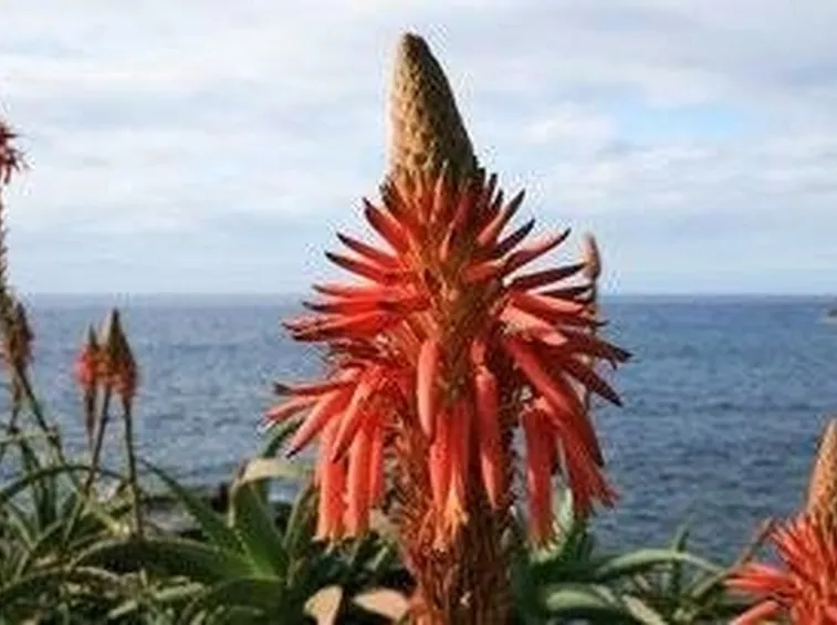 fiore dell'agave