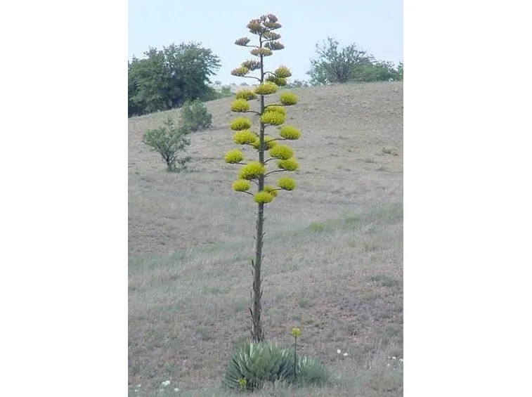 foglia agave