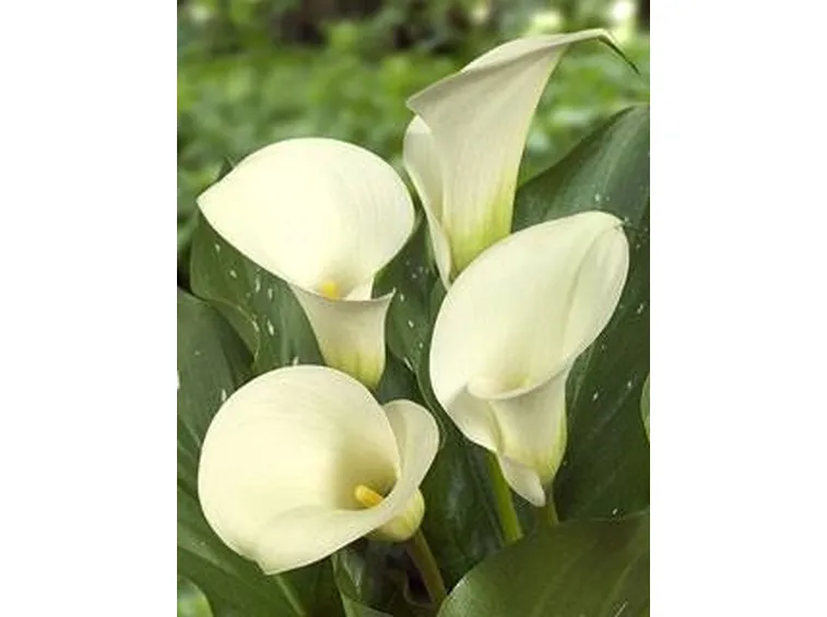 calla