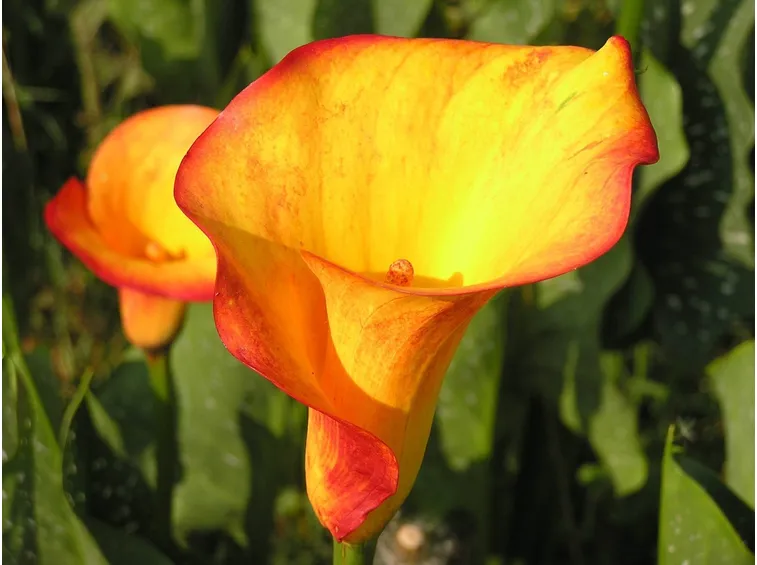 calla
