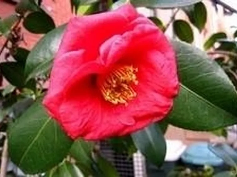 camelia