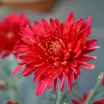 Pianta crisantemo rosso