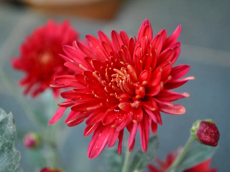 Pianta crisantemo rosso