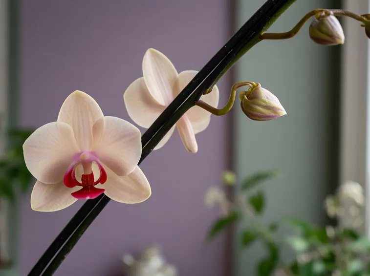 Pianta orchidea fiore
