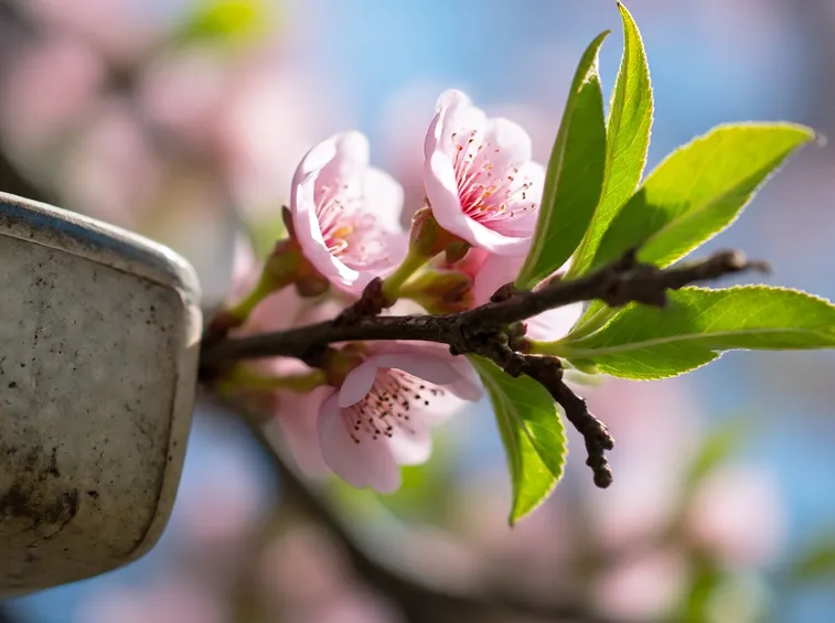 Fiori pesco