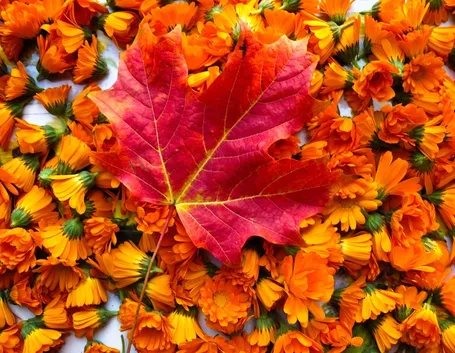 fiori autunnali