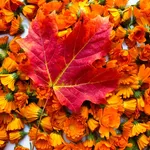 fiori autunnali