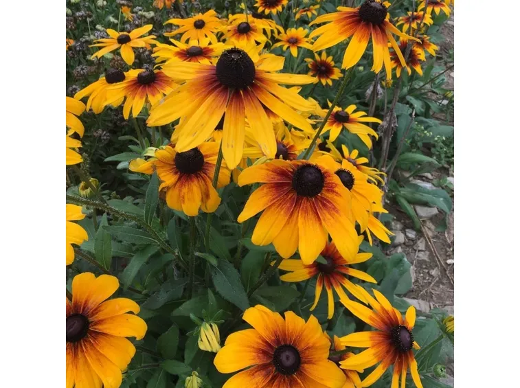 Rudbeckia