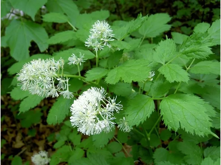 actaea