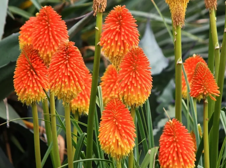 Kniphofia