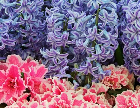 fiori dalia