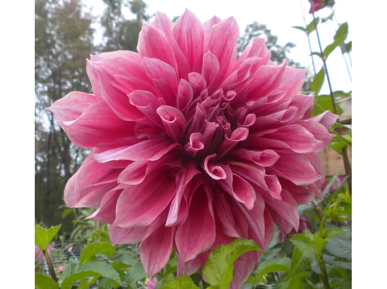 fiori dalia