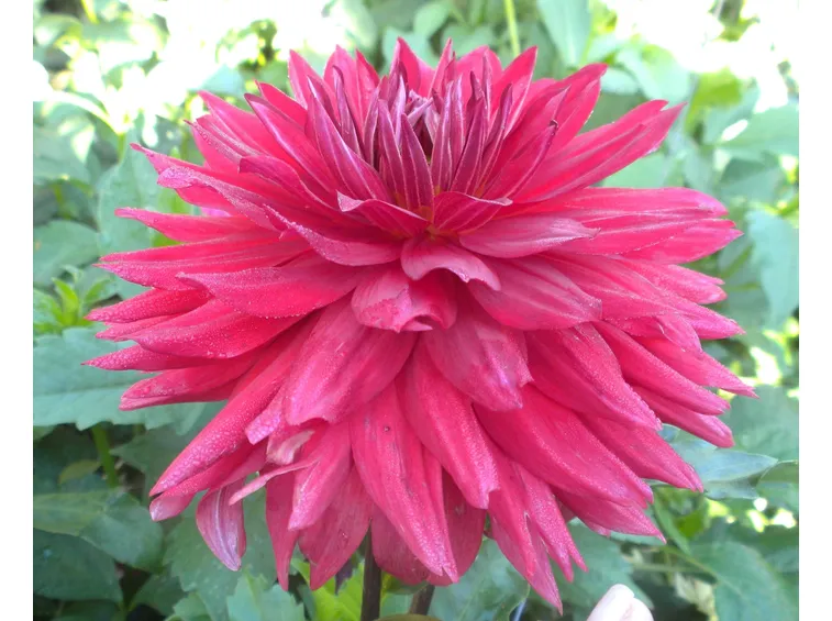 fiore dalia
