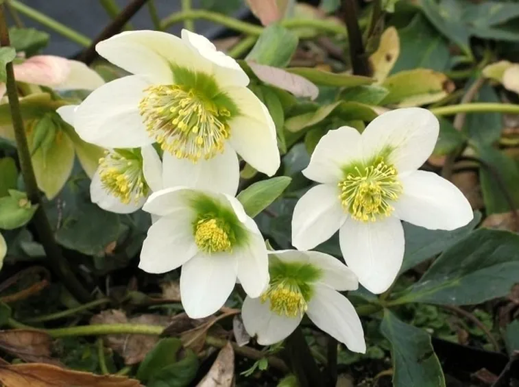 Fiori di elleboro