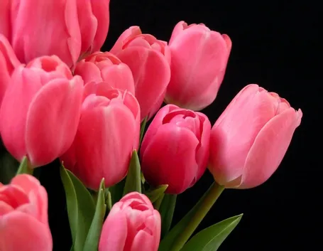 tulipani