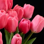 tulipani