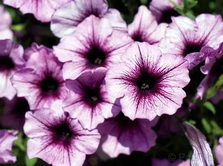 fiori petunia