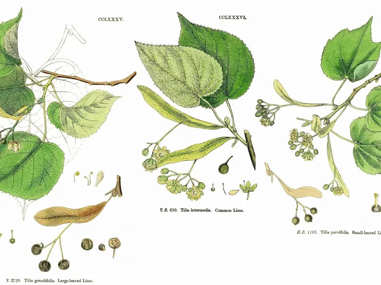 Disegno botanico dei fiori di tiglio