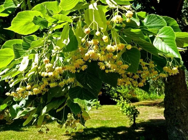 Fiori di tiglio