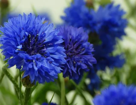 fiordaliso