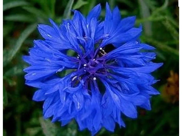 fiordaliso