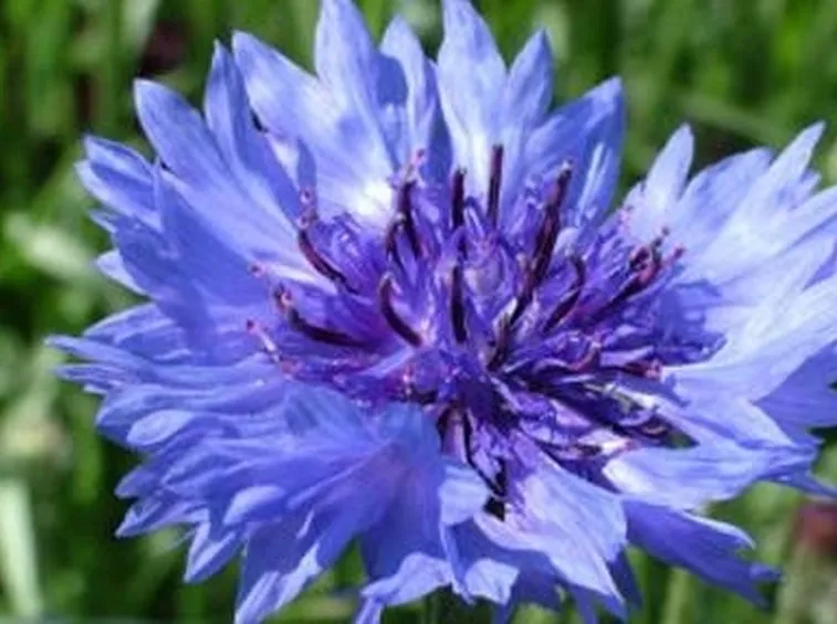 fiordaliso