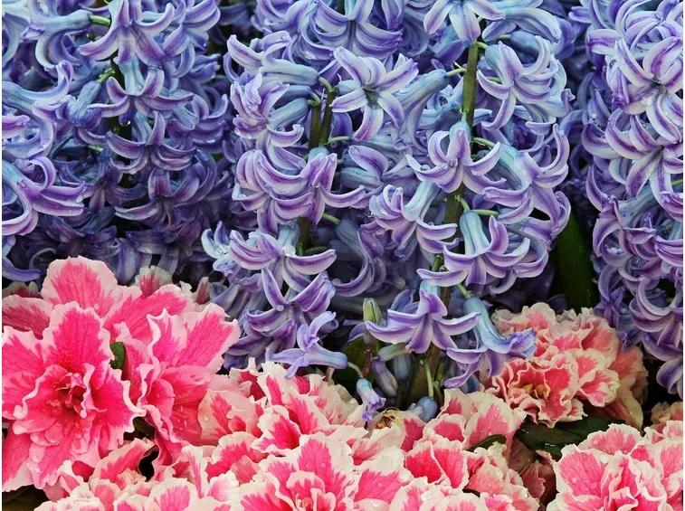fiori giacinto