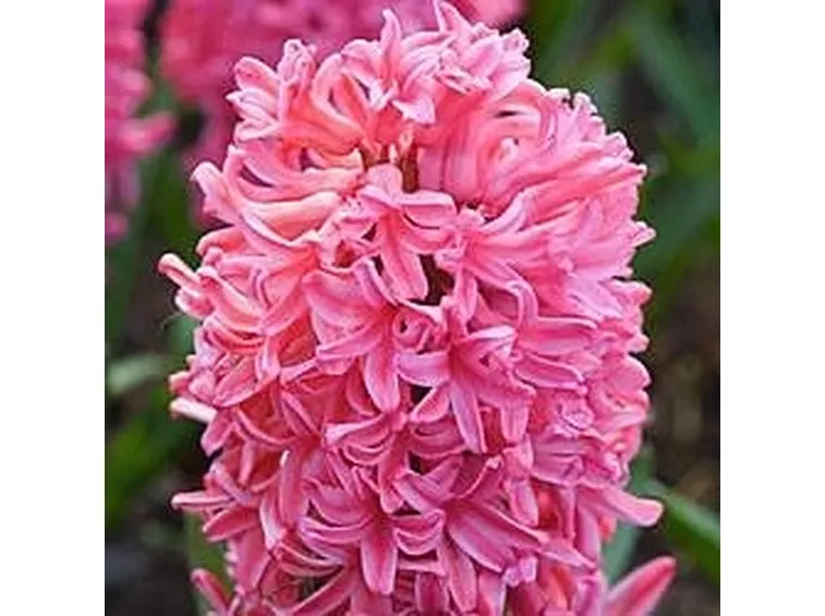 fiori giacinto