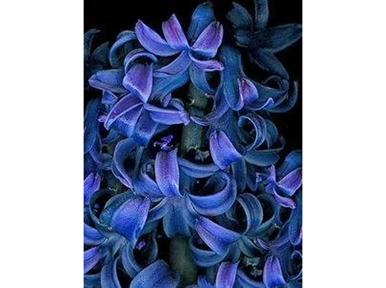 fiori giacinto