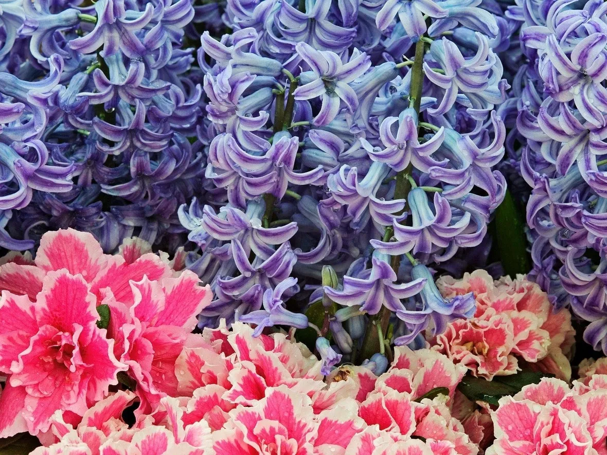 fiori giacinto