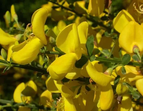 fiori ginestra