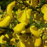 fiori ginestra