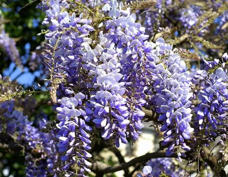 glicine