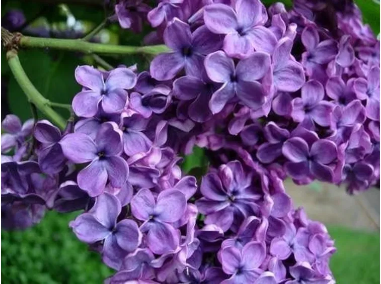fiori di lillà