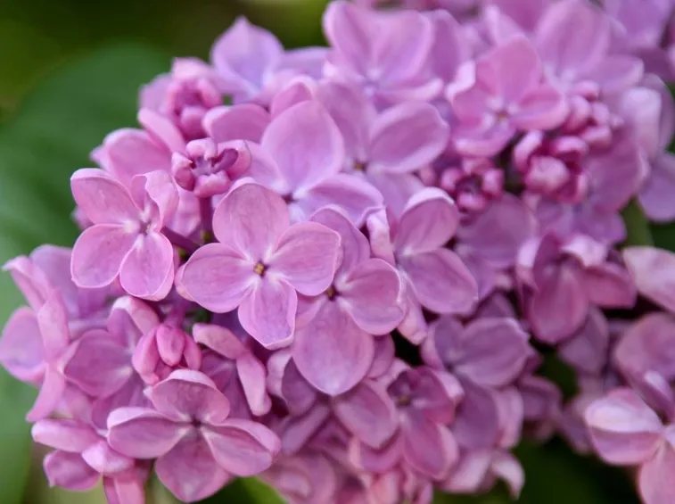 fiori di lillà