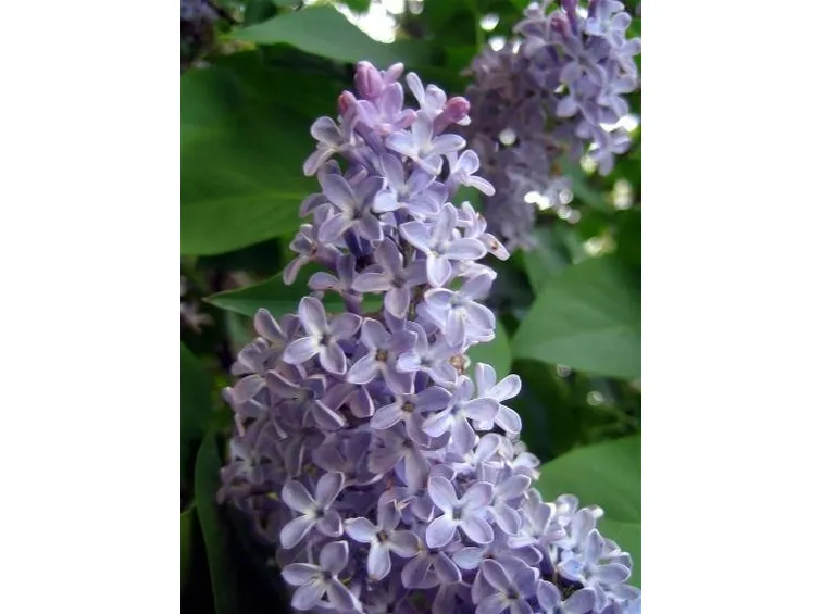 fiori di lillà