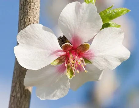 fiore mandorlo